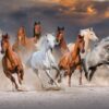 Horse Race Puslespil 1000 Brikker