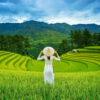 Rice Fields in Vietnam Puslespil 1000 Brikker