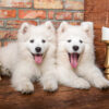 Samoyed Puppies Say Hello Puslespil 1000 Brikker