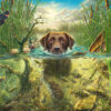 Brown Labrador in Cool Water Puslespil 1000 Brikker