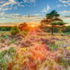 Sunset on the Heath Puslespil 1000 Brikker