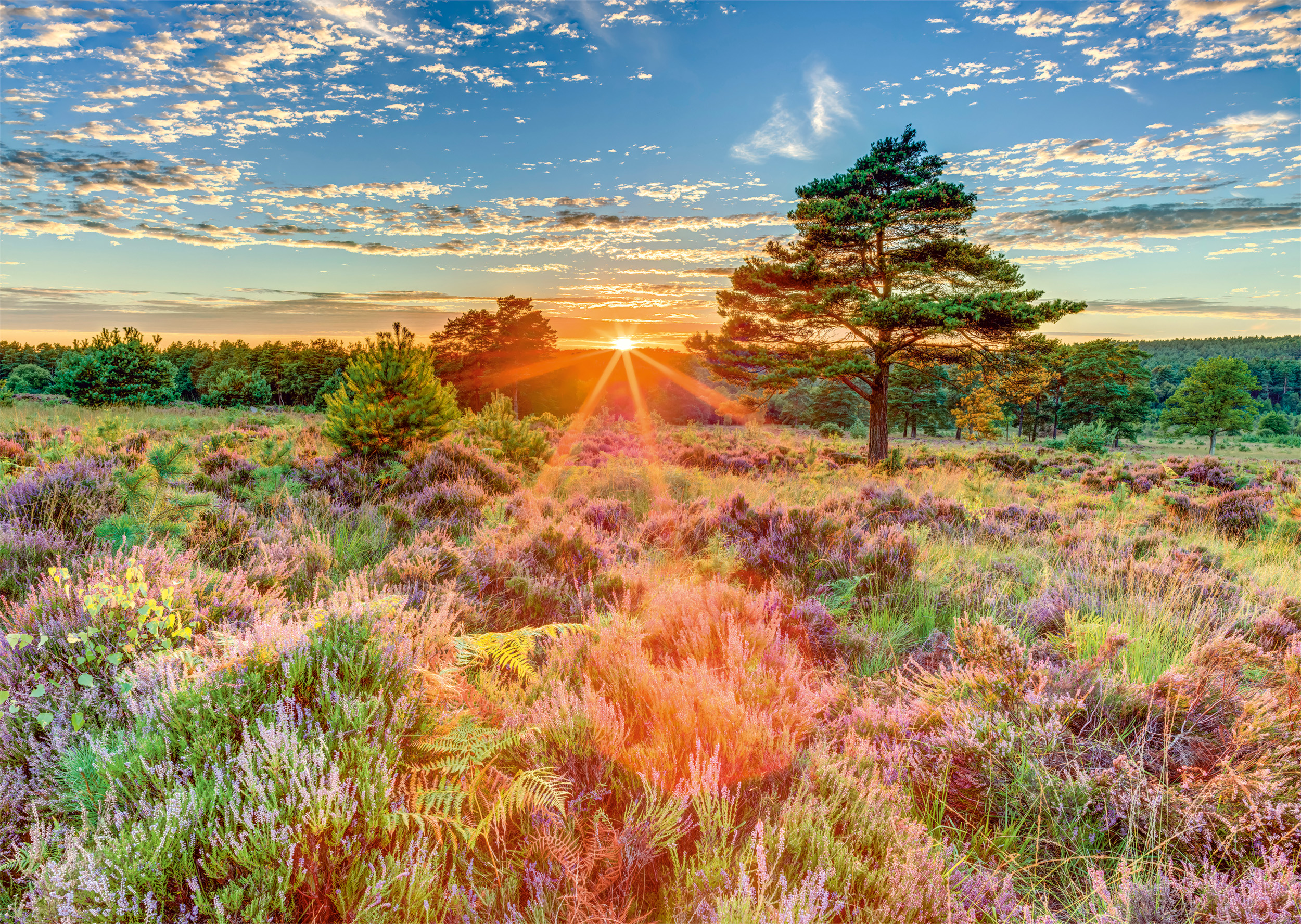 Sunset on the Heath Puslespil 1000 Brikker