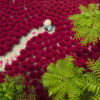 A Sea of Red – Ravensburger Puslespil med 500 Brikker