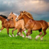 Horses in Spring Rush – Castorland Puslespil 500 Brikker
