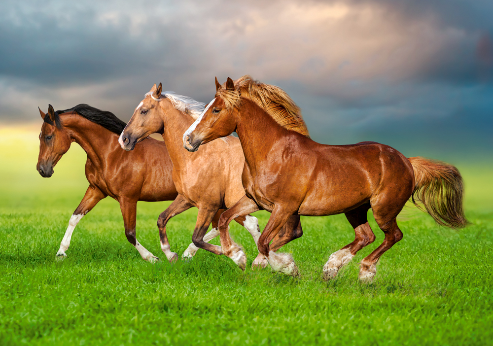Horses in Spring Rush – Castorland Puslespil 500 Brikker