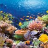Coral Reef – Castorland Puslespil med 1000 Brikker