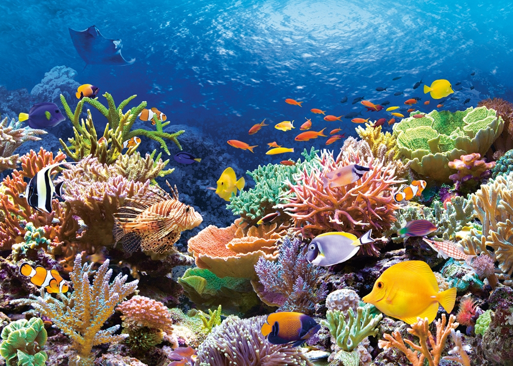 Coral Reef – Castorland Puslespil med 1000 Brikker