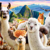 Llamas Selfie – Castorland Puslespil 1000 Brikker