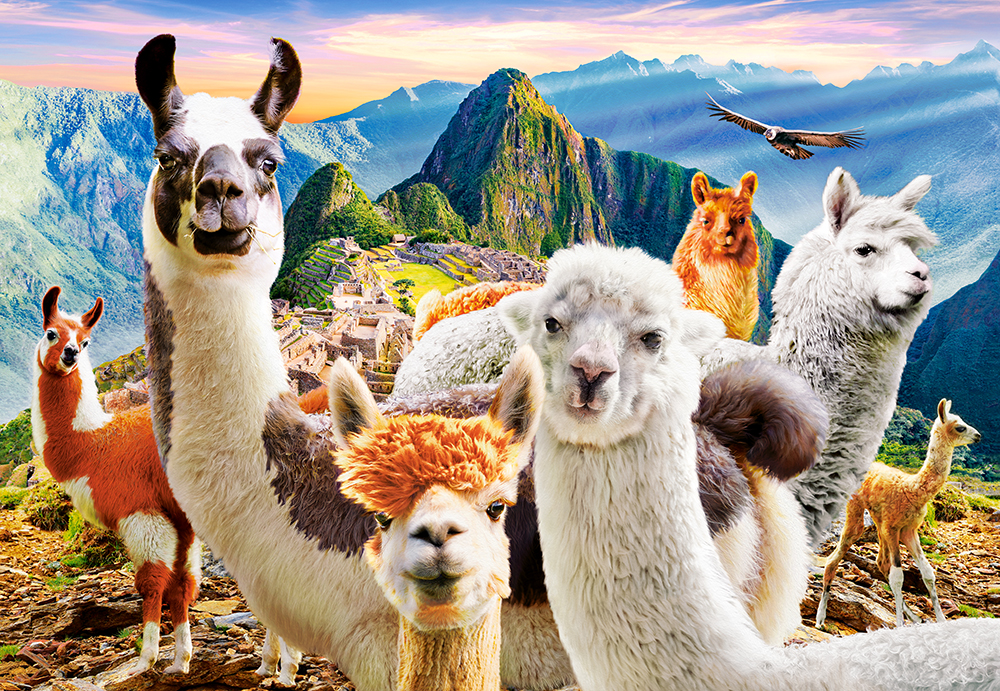 Llamas Selfie – Castorland Puslespil 1000 Brikker
